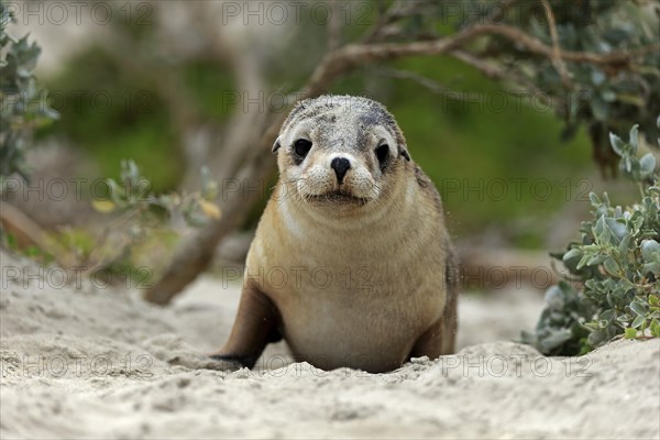 Australian sea lion