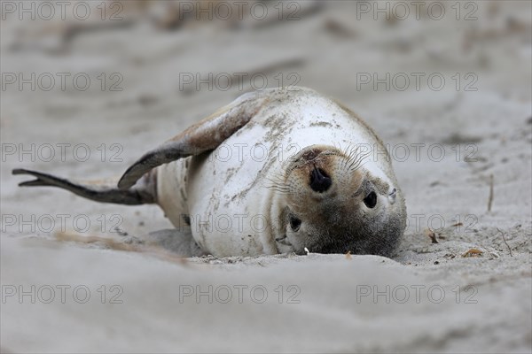 Australian sea lion