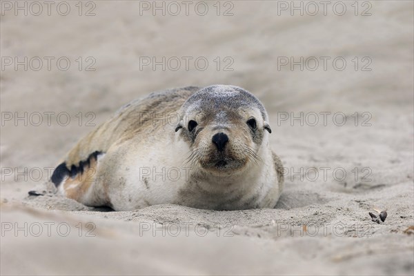 Australian sea lion