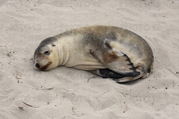 Australian sea lion