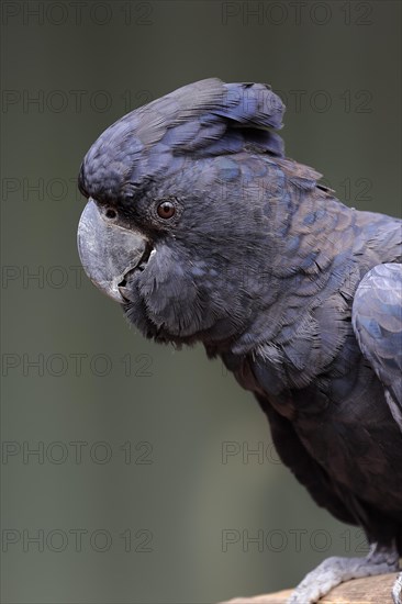 Red-tailed Black Cockatoo