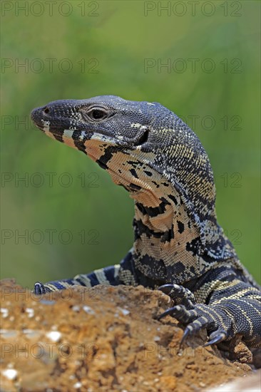 Lace monitor a