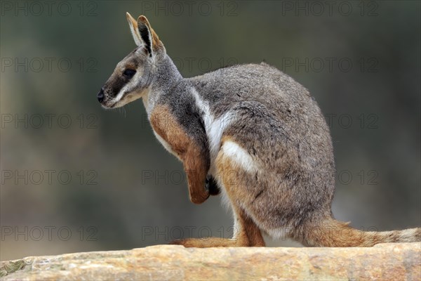 Yellow-footed rock-wallaby