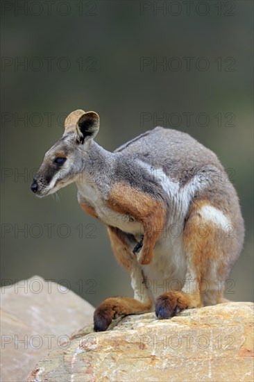 Yellow-footed rock-wallaby