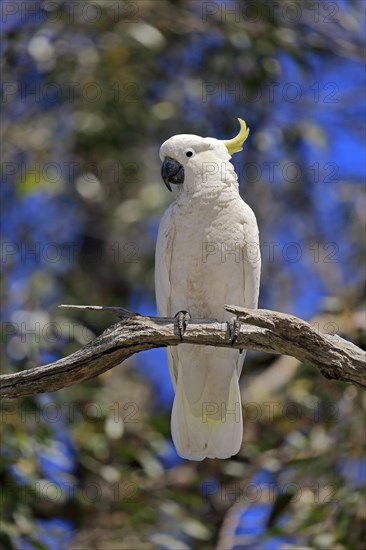 Sulphur-crested cockatoo