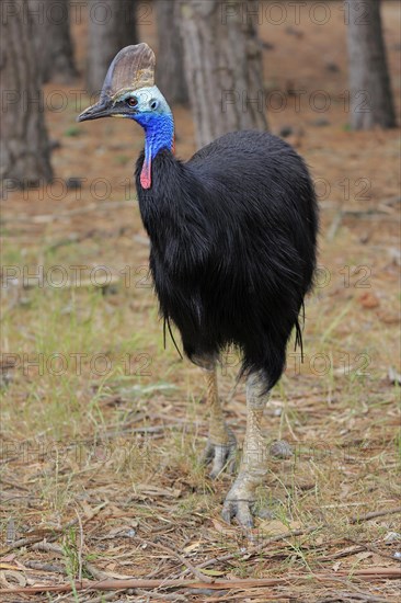 Double-wattled cassowary