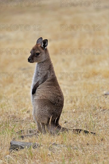 Kangaroo Island kangaroo