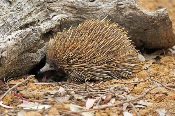 Short-beaked echidna