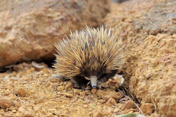 Short-beaked echidna