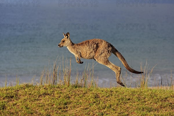 Eastern grey kangaroo