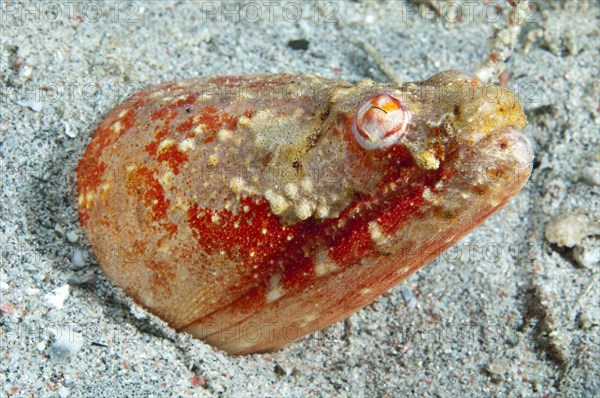 Crocodile snake eel