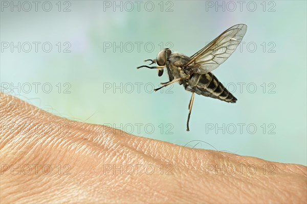 Large marsh horsefly