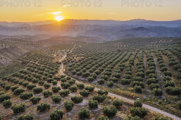 Cultivated olive trees