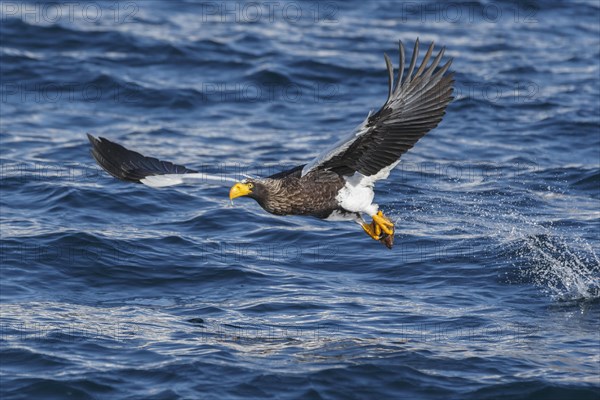 Steller's sea eagle