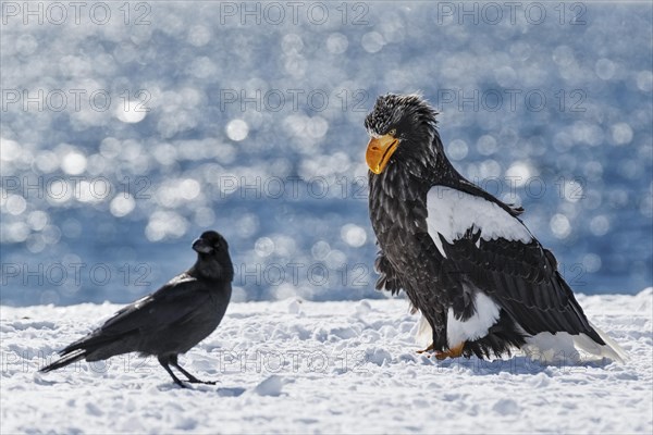 Steller's sea eagle