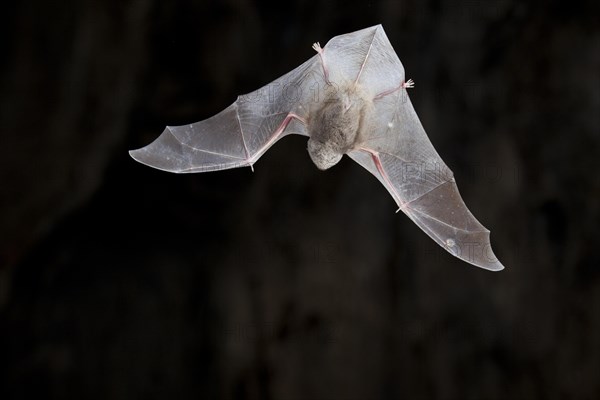 Common bent-wing bat