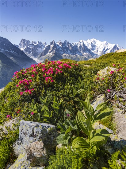 Alpine roses on a mountain slope