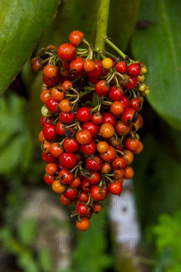 Red coffee berries