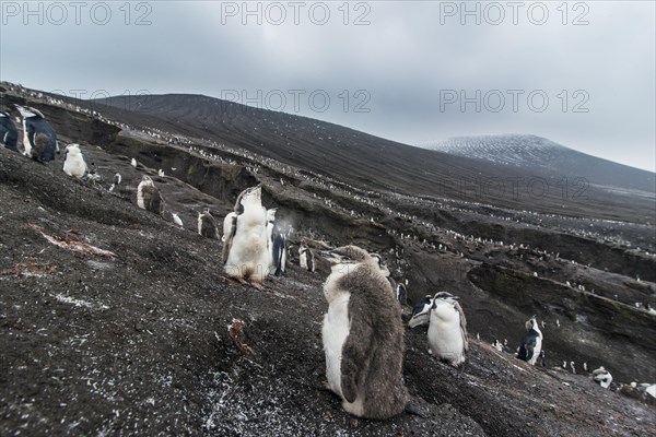 Chinstrap Penguin chick