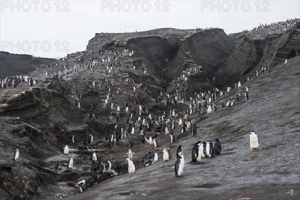 Chinstrap Penguin colony