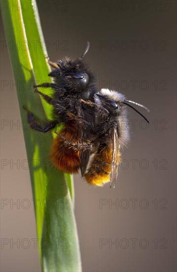 Hornfaced bee