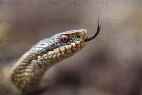 Tongued adder