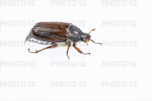 Cockchafer