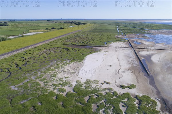 Salt marshes in front of the dike