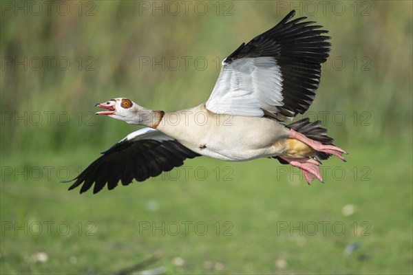 Flying Egyptian goose