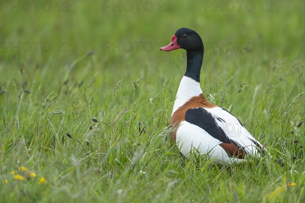 Common shelduck