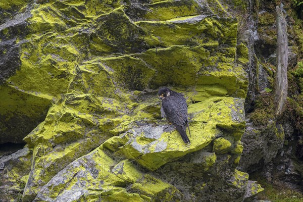 Peregrine falcon Falcon