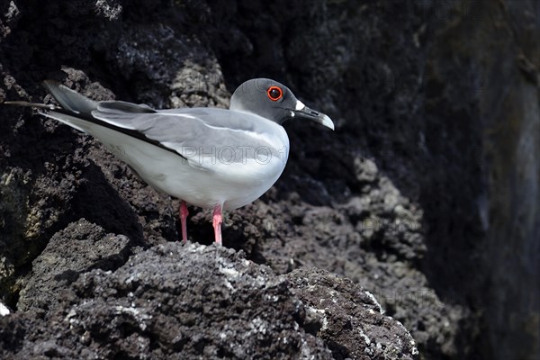 Swallow-tailed gull