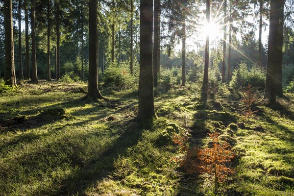 Spruce forest