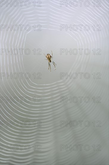 Longjawed orbweaver