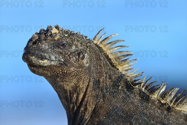 Marine iguana