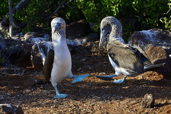 Courting blue-footed boobies