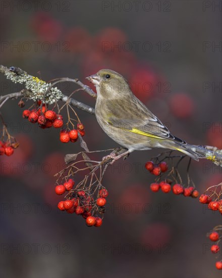 European greenfinch