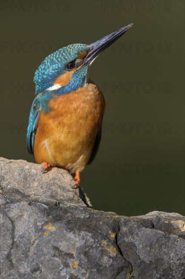 Common kingfisher