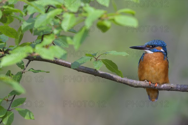 Common kingfisher