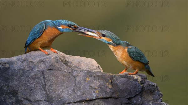 Common kingfisher