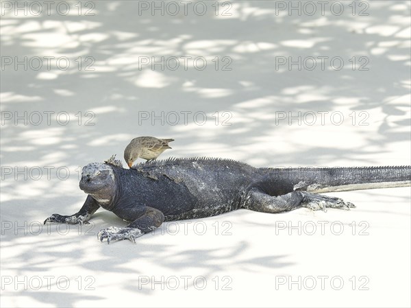 Darwin finch or Galapagos finch