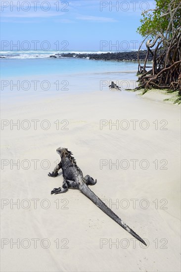 Marine iguana