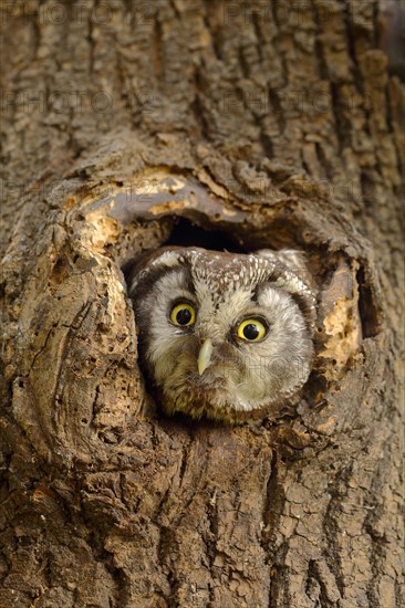 Tengmalm's owl