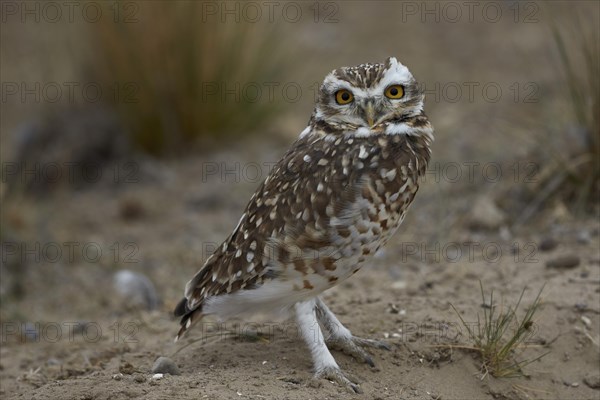 Burrowing owl