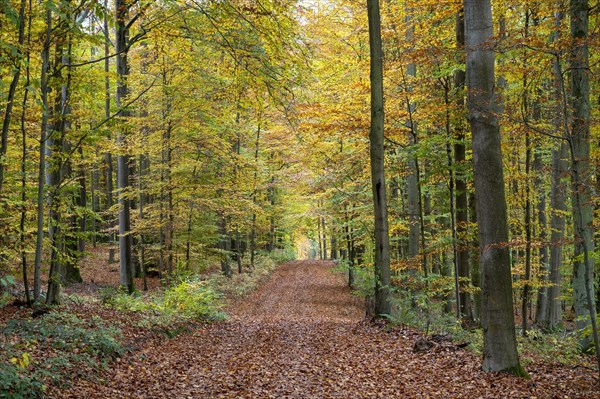 Forest path in a beech forest