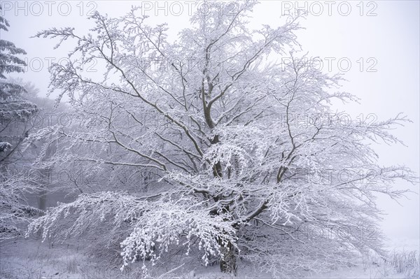 Snowy tree