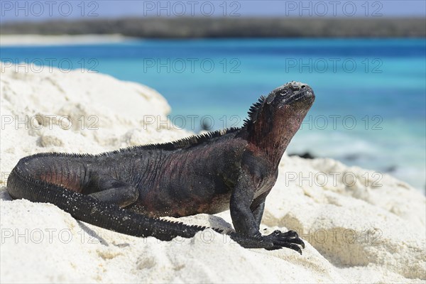 Marine iguana