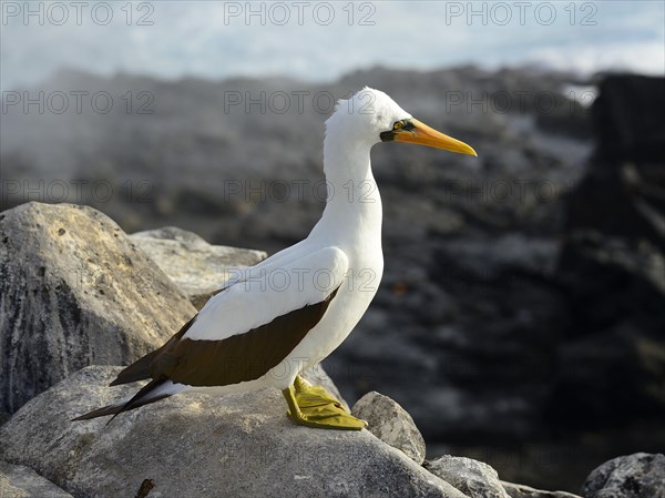 Nazca Booby