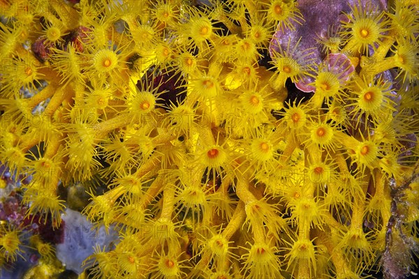 Polyps of yellow crustose anemones