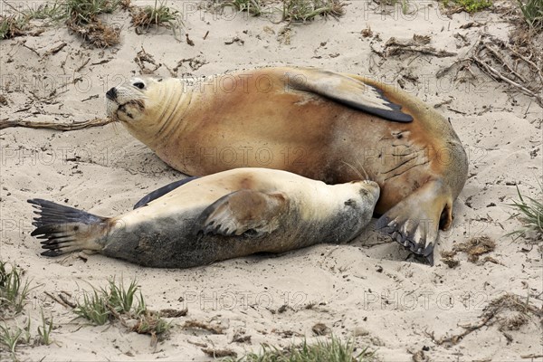 Australian sea lions